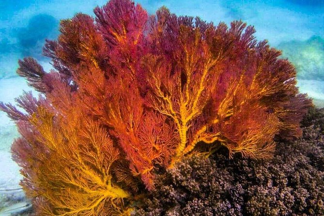 4 Islands Sunset + Plankton, Semi-Private Tour only 12 Guests - What the price really covers