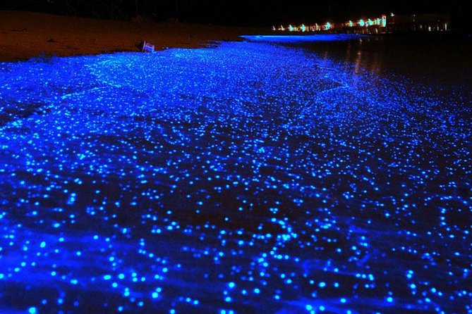 Bio Luminescent Swimming From Krabi - Sunset dinner, with expectations set