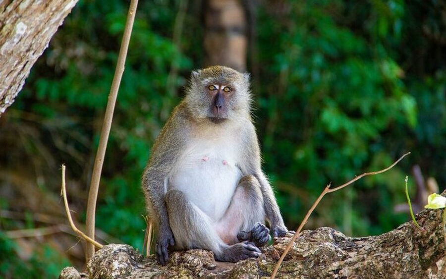 From Ao Nang: Phi Phi Islands Day Tour by Boat with Lunch - Monkey Beach and Phi Phi Don: a change of pace