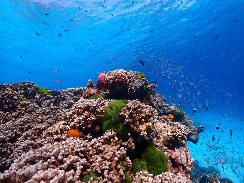 From Phi Phi: Full Day Snorkeling Trip by Longtail Boat - Sunset and glowing plankton after dark
