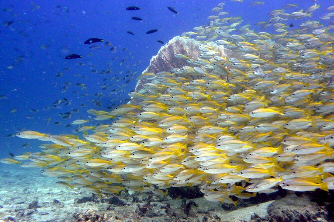 From Phi Phi: Half Day Discover Scuba (2 Dives) - Who Will Get the Most from This Outing?