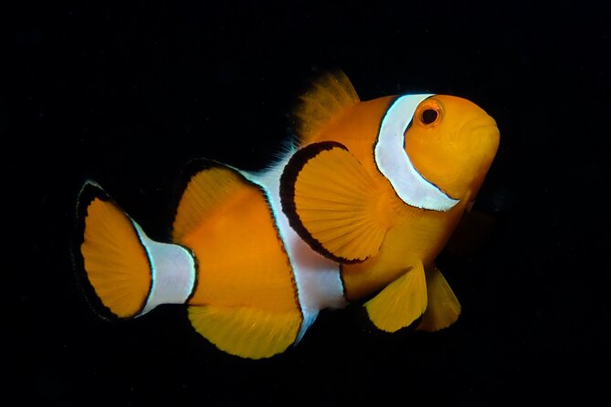 From Phi Phi: Half Day Discover Scuba (2 Dives) - Phi Phi Leh, Viking Cave, Maya Bay, and Ko Bida Nok