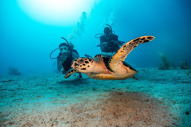From Phi Phi: Half Day Trip for Certified Divers (2 Dives) - Lunch, equipment, and what the price covers