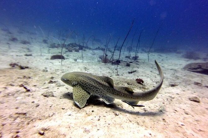 From Phi Phi: Half Day Trip for Certified Divers (2 Dives) - Staying on Phi Phi and choosing a departure