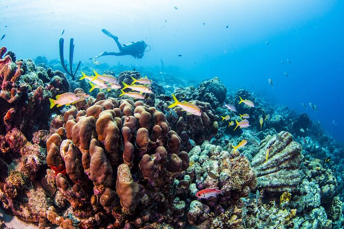 From Phi Phi: Half Day Trip for Certified Divers (2 Dives) - FAQ