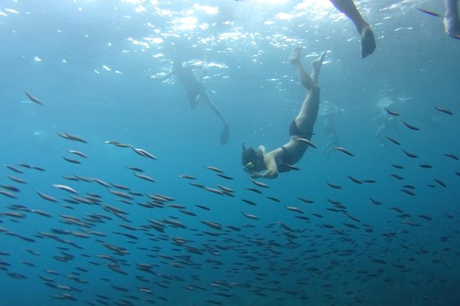 From Phi Phi: Sunrise & Beat The Crowds to Maya Bay by Speedboat - What the price covers, and what it does not