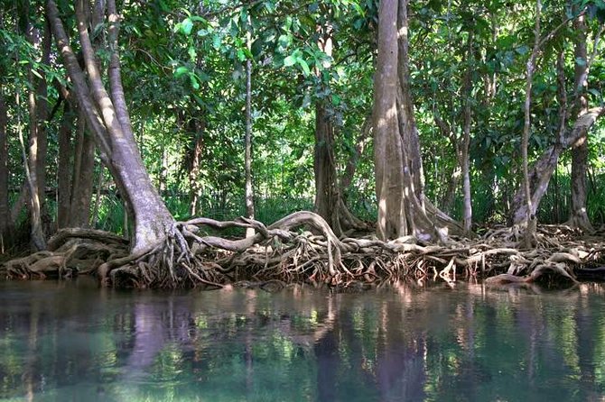 Kayaking in Ao Thalane - Discover the Mangrove life - Mangroves, cliffs, and a quiet paddle