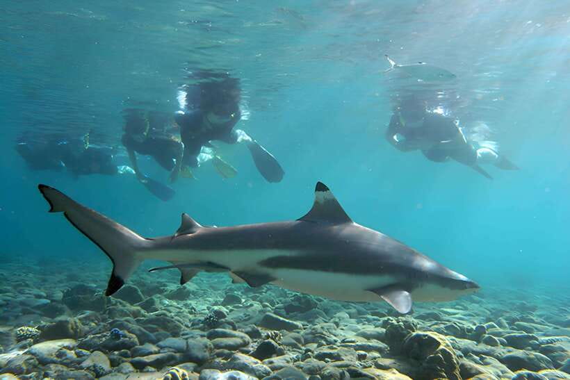 Ko Phi Phi Don: Speedboat Day Trip with Shark Snorkeling - Snorkeling for reef sharks near Viking Cave