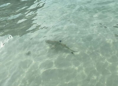 Koh Phi Phi: Halfday Maya Bay Sunset & Plankton by Speedboat