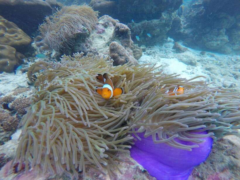 Koh Phi Phi: Maya Bay Private Longtail Boat Tour - A private longtail gives you room to choose