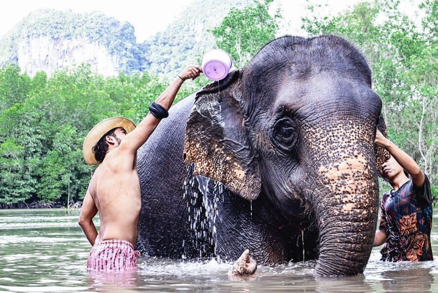 Krabi: Elephant Bathing Session at Krabi Elephant Shelter - Getting there and packing smart
