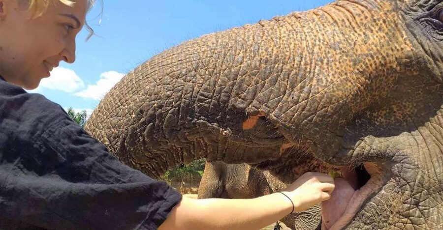 Krabi: Elephant Care House Guided Tour with Hotel Transfers - A forest setting close to Krabi Town