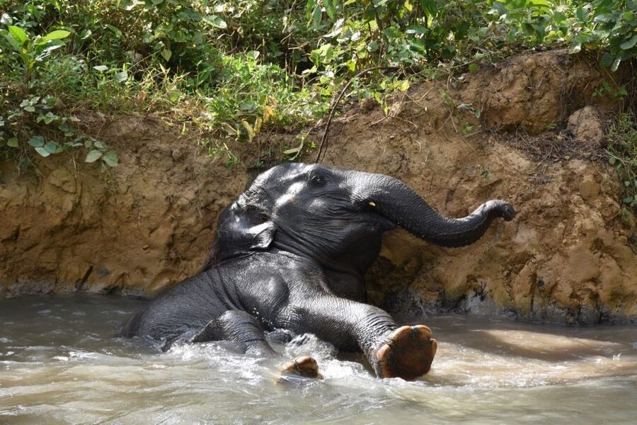 Krabi: Elephant Care House Guided Tour with Hotel Transfers - What to bring and who will enjoy it