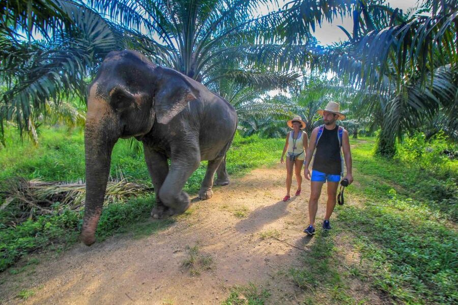 Krabi: Elephant Care House Guided Tour with Hotel Transfers - Should you book the Krabi Elephant Care House tour?