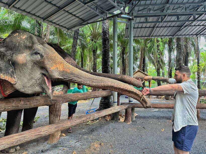 Krabi: Elephant Feeding Program - Feeding by hand, with caretakers nearby