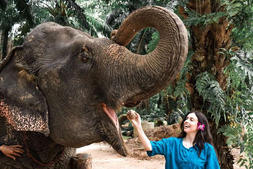 Krabi: Elephant Feeding Program - Is 30 minutes enough?