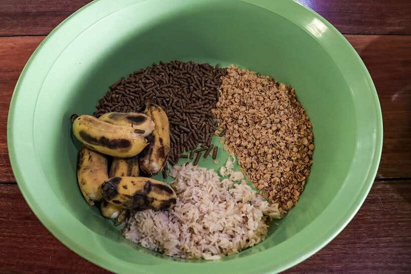 Krabi: Elephant Feeding Program - Practical details before you go