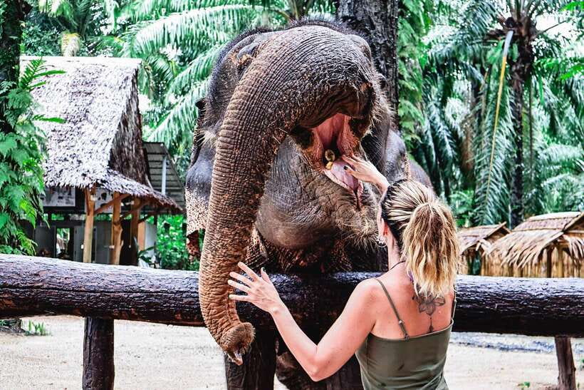 Krabi: Elephant Feeding Program - Who will enjoy this visit most?