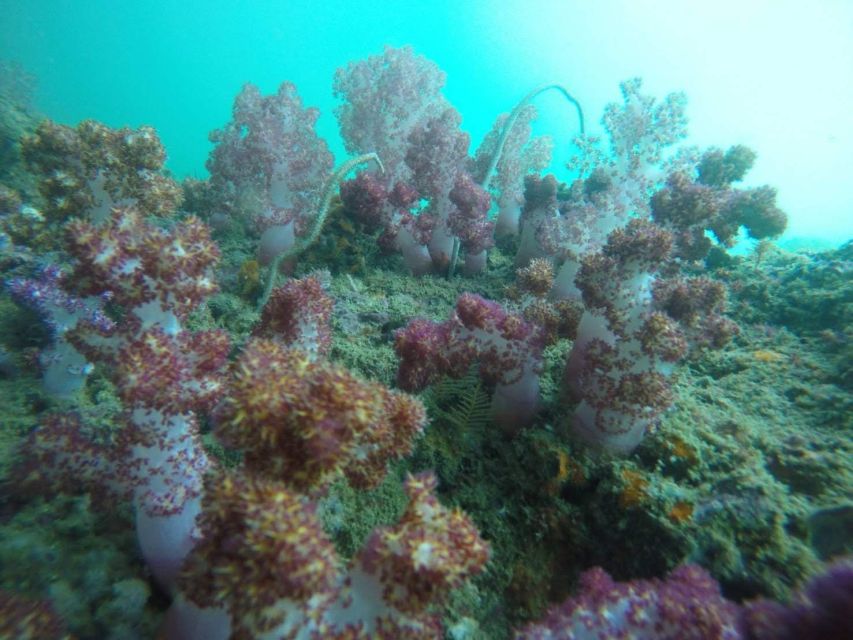 Krabi: Freediving and Snorkeling at Yawasam and Talu Island - Lunch on Buya Beach, Koh Poda