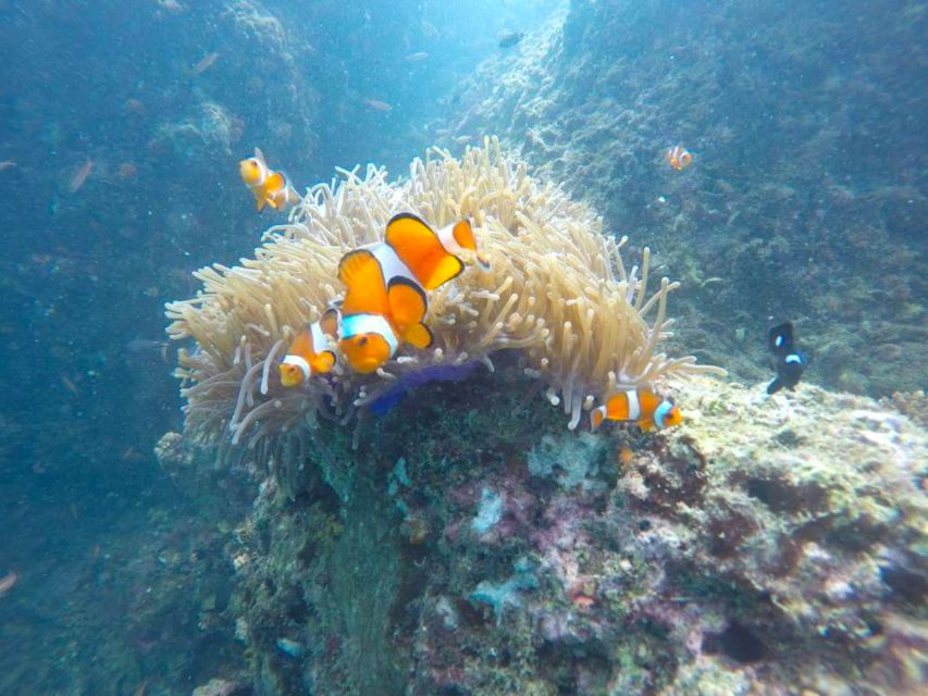 Krabi: Freediving and Snorkeling at Yawasam and Talu Island - What $59 includes, and what it doesn’t