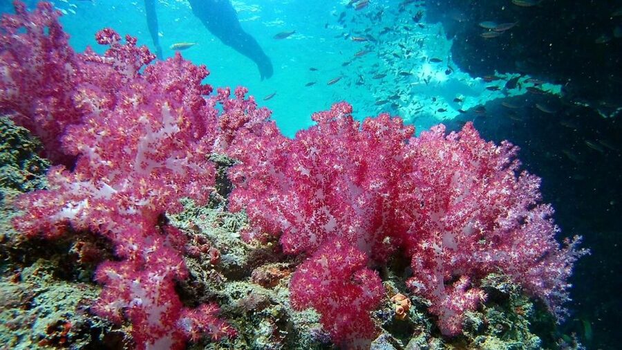 Krabi: Freediving and Snorkeling at Yawasam and Talu Island - FAQ