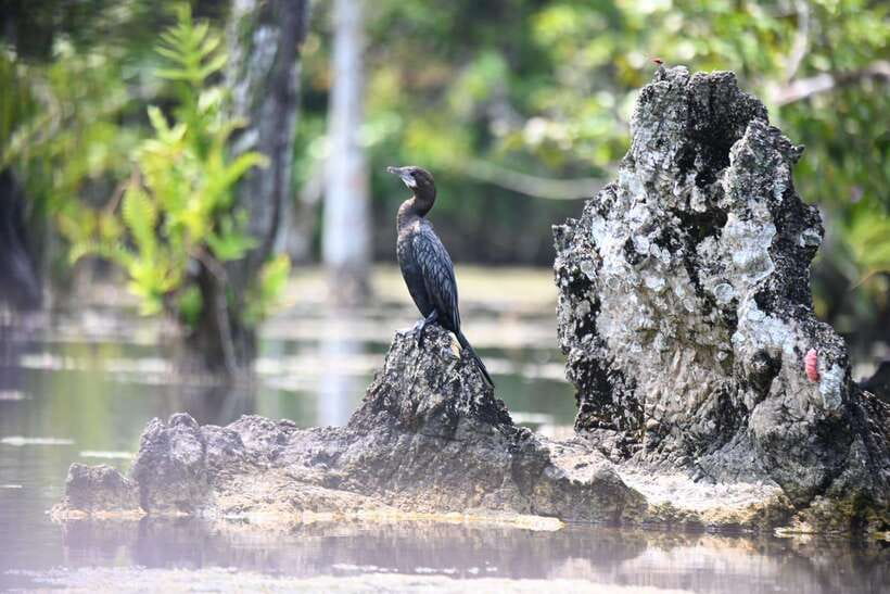 Krabi: Klong Root (Crystal lake) Kayaking tour - FAQ