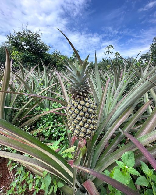 Krabi: Klong Root Kayaking Viewpoint,Fish Feeding and more - Choosing a pineapple, rubber, elephant, or ATV stop