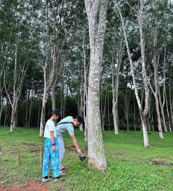 Krabi: Klong Root Kayaking Viewpoint,Fish Feeding and more - Paddling through swamp forest