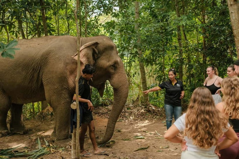 Krabi: Love Elephant Sanctuary Tour - Meet the elephants through everyday care