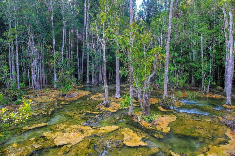 Krabi Outback Explorer to Emerald Pool & Wareerak Hotspring - A rainforest day, not just a pool stop