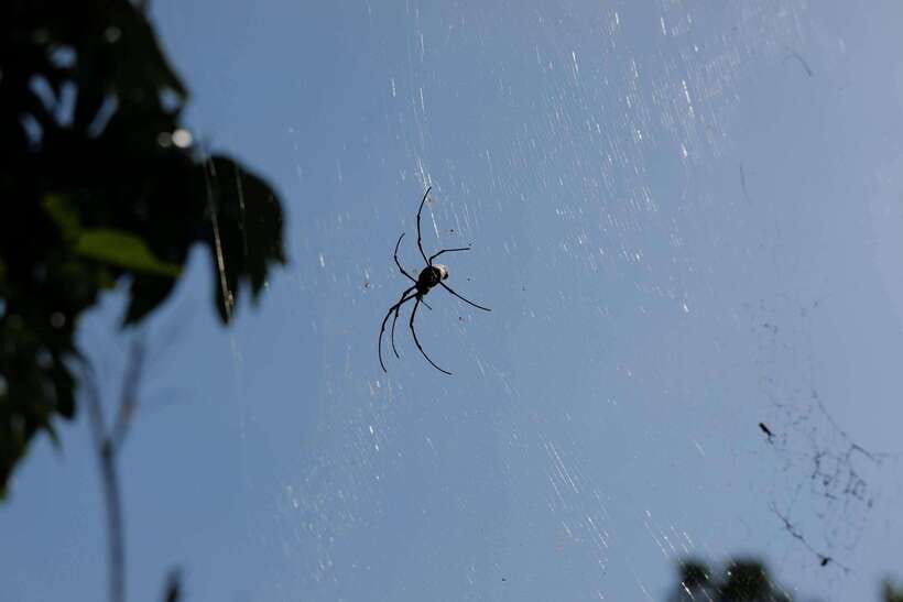 Krabi Outback Explorer to Emerald Pool & Wareerak Hotspring - Lunch in Khlong Thom Nuea