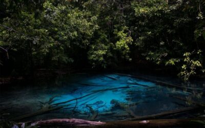 Tiger Cave, Hot Springs and Emerald Pool Jungle Tour