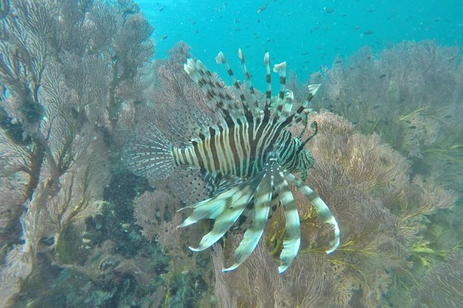 Phi Phi Early Bird & 4 Islands - Day Tour by Speedboat From Krabi - Chicken Island and Poda Island on the way back