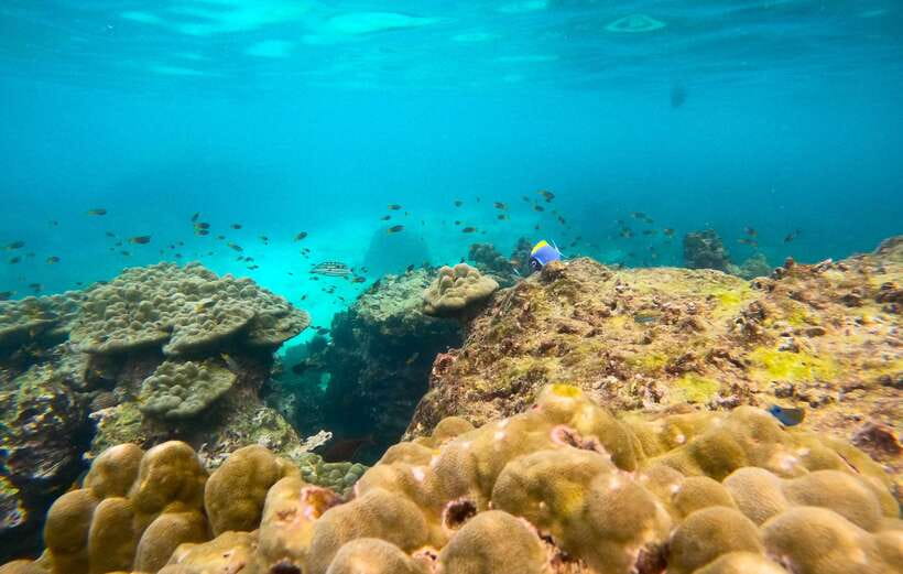 Phi Phi: Half-Day Tour with Maya Bay, Pileh Lagoon & Snorkel - Is this the right Phi Phi tour for you?