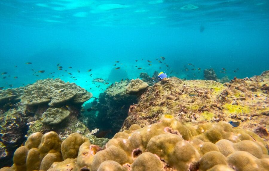 Phi Phi: Morning Speedboat Tour to Maya Bay with Snorkel - Pileh Lagoon and the cliffs of Phi Phi Leh