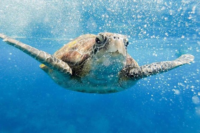 Phi Phi Tour from Krabi , Semi-Private Tour only 12 Guests - Key points to know before you book