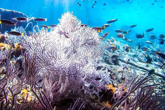 Phi Phi Tour from Krabi , Semi-Private Tour only 12 Guests - Bamboo Island: the longest beach break