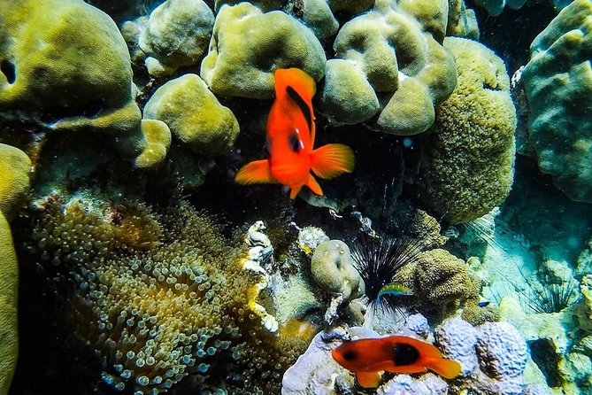 Phi Phi Tour from Krabi , Semi-Private Tour only 12 Guests - Pileh Bay and the Phi Phi Le coast