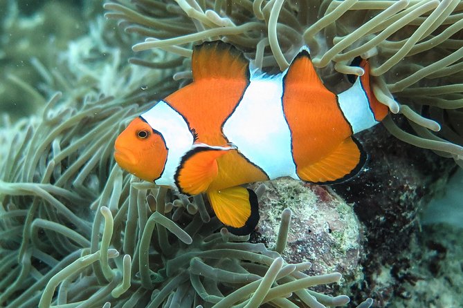 Private Tour to Hong Islands & 4 Islands with Sunset & Night Snorkel - Pickup and timing shape the day